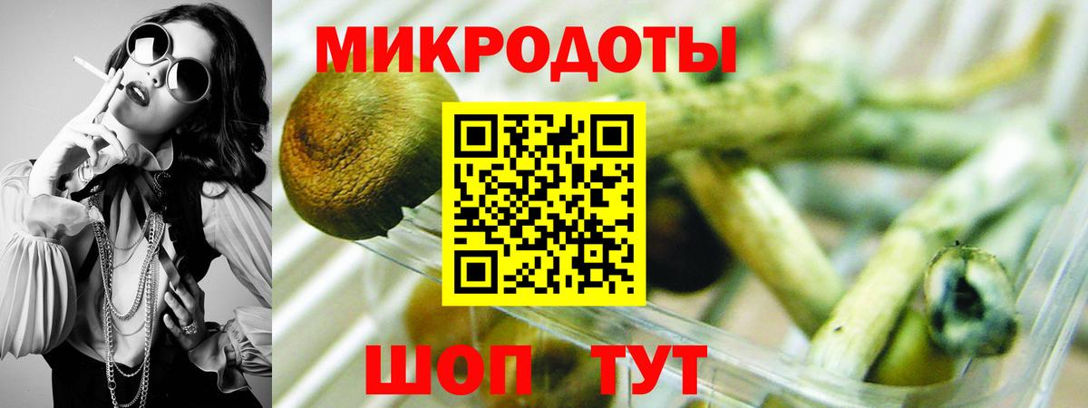 Псилоцибиновые грибы Psilocybine cubensis Камышин